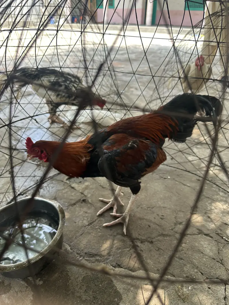 Lassani patha gis ko samhaj ai rabta kra read discription — photo 2