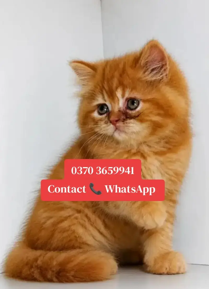 ( Persian Female Kitten ) For sale ( vaccinated ) — photo 2