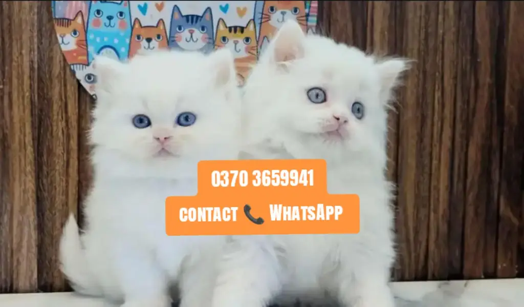 ( Persian Female Kitten ) For sale ( vaccinated ) — photo 2