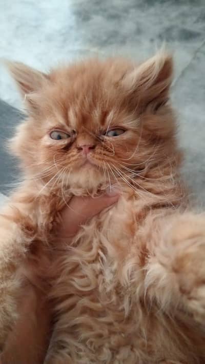 Peki face pair for sale