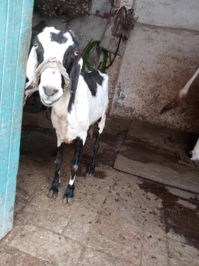 bakri for sale