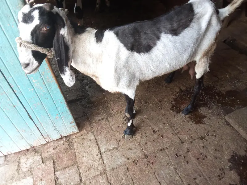 bakri for sale — photo 2
