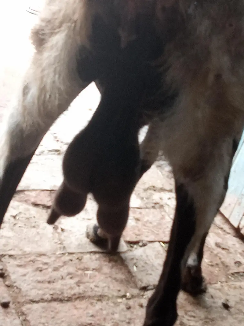 bakri for sale — photo 3