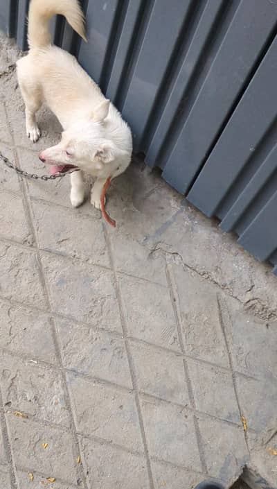 Puppy For Sale