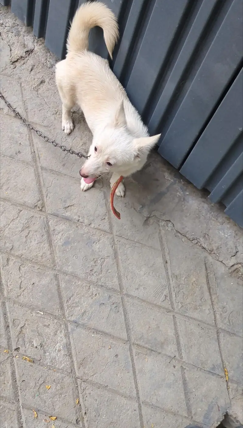 Puppy For Sale — photo 2