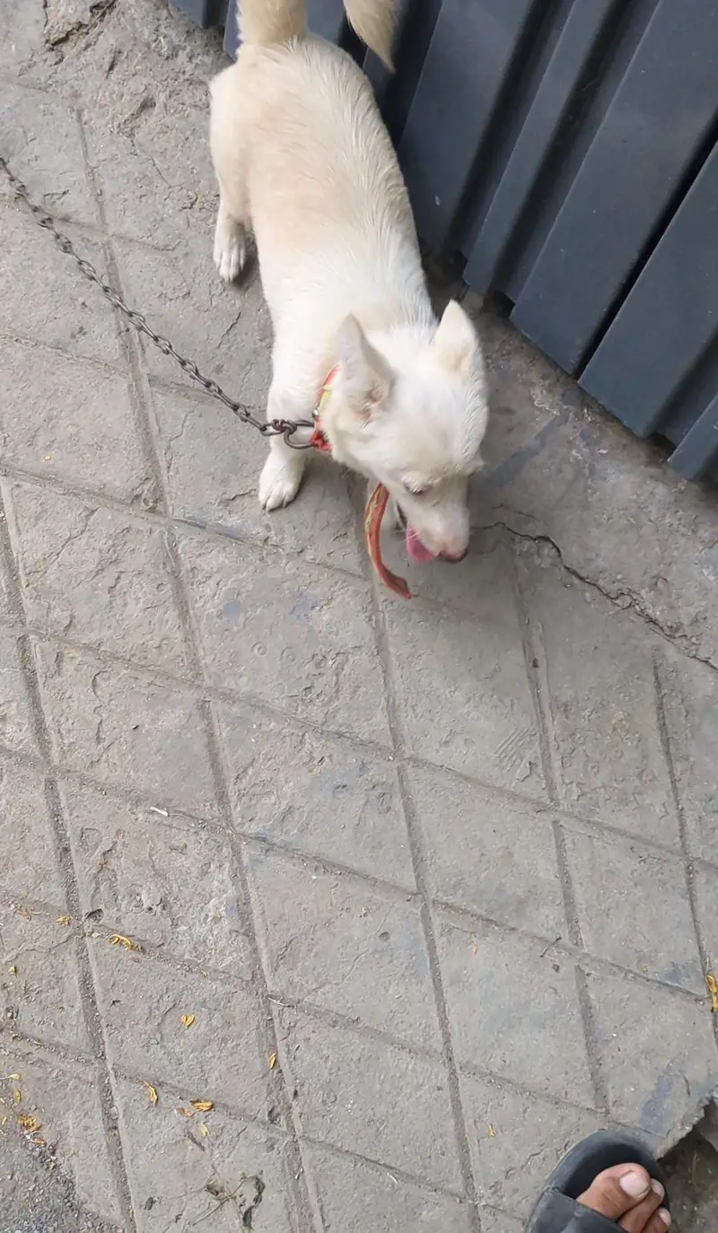 Puppy For Sale — photo 3