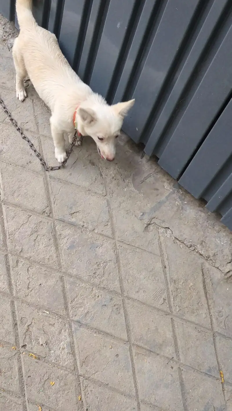 Puppy For Sale — photo 4