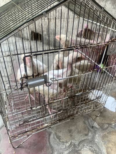 Top quality white aseel heera chicks for sale price 2500 full finl