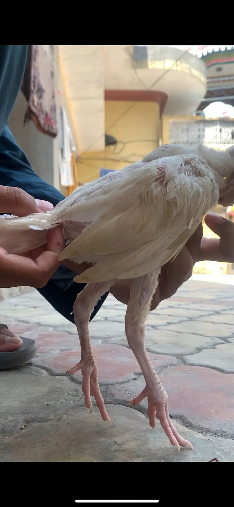 Top quality white aseel heera chicks for sale price 2500 full finl — photo 2