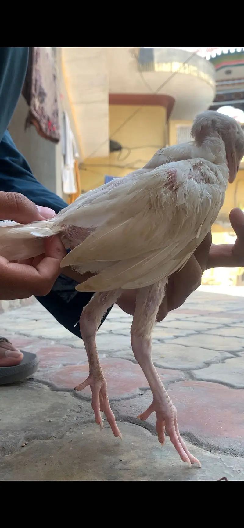 Top quality white aseel heera chicks for sale price 2500 full finl — photo 3