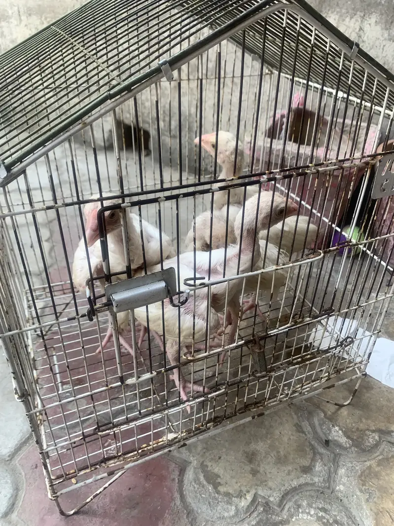 Top quality white aseel heera chicks for sale price 2500 full finl — photo 4