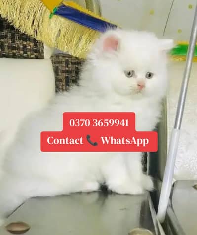 ( Persian Female Kitten ) For sale ( vaccinated )