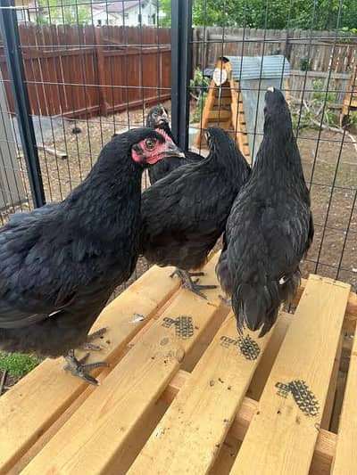 Australorp | Heritage australorp | imported australorp  |  3 month old