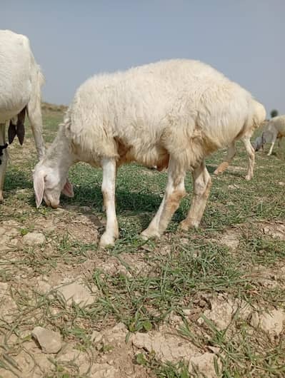 selling Sheep