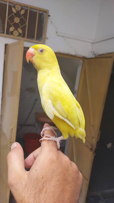 yellow Parrot hand tame self chick for sale
