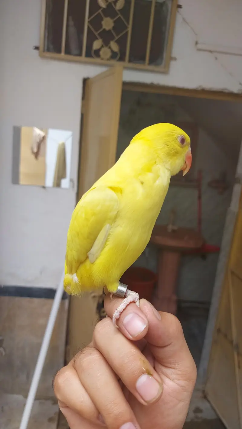 yellow Parrot hand tame self chick for sale — photo 3