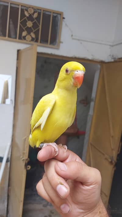 yellow Parrot hand tame self chick for sale