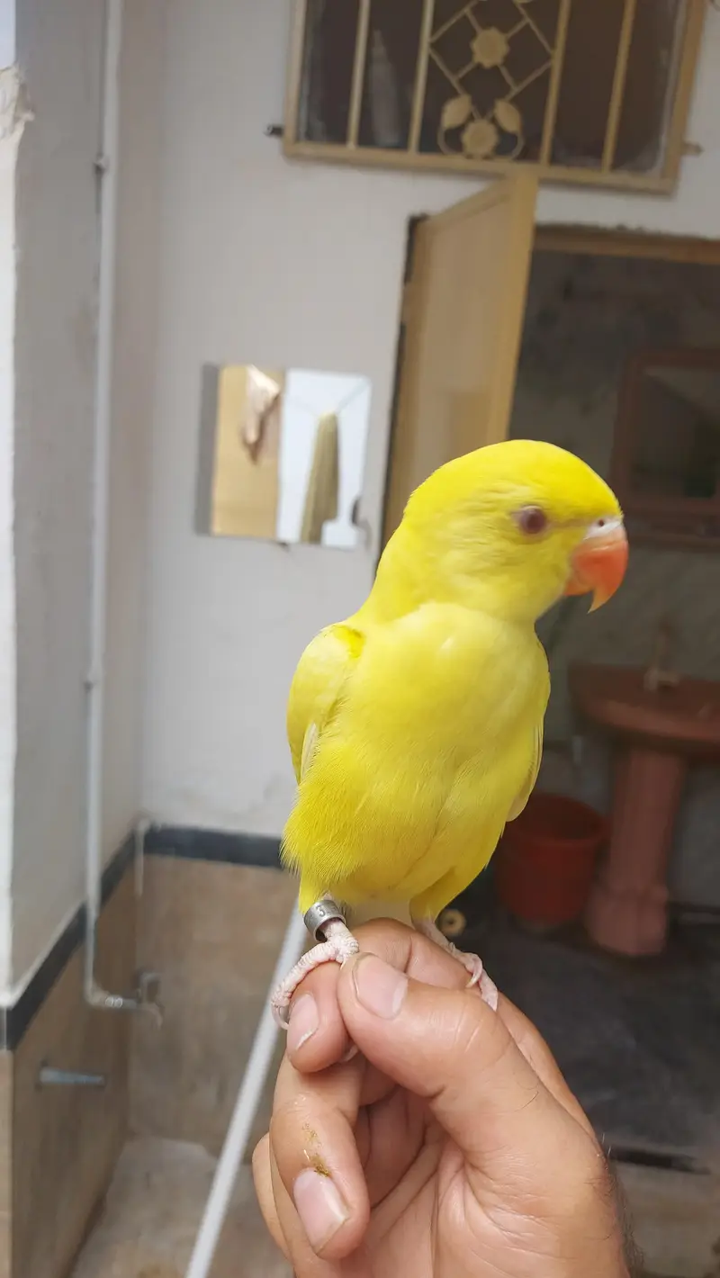 yellow Parrot hand tame self chick for sale — photo 5