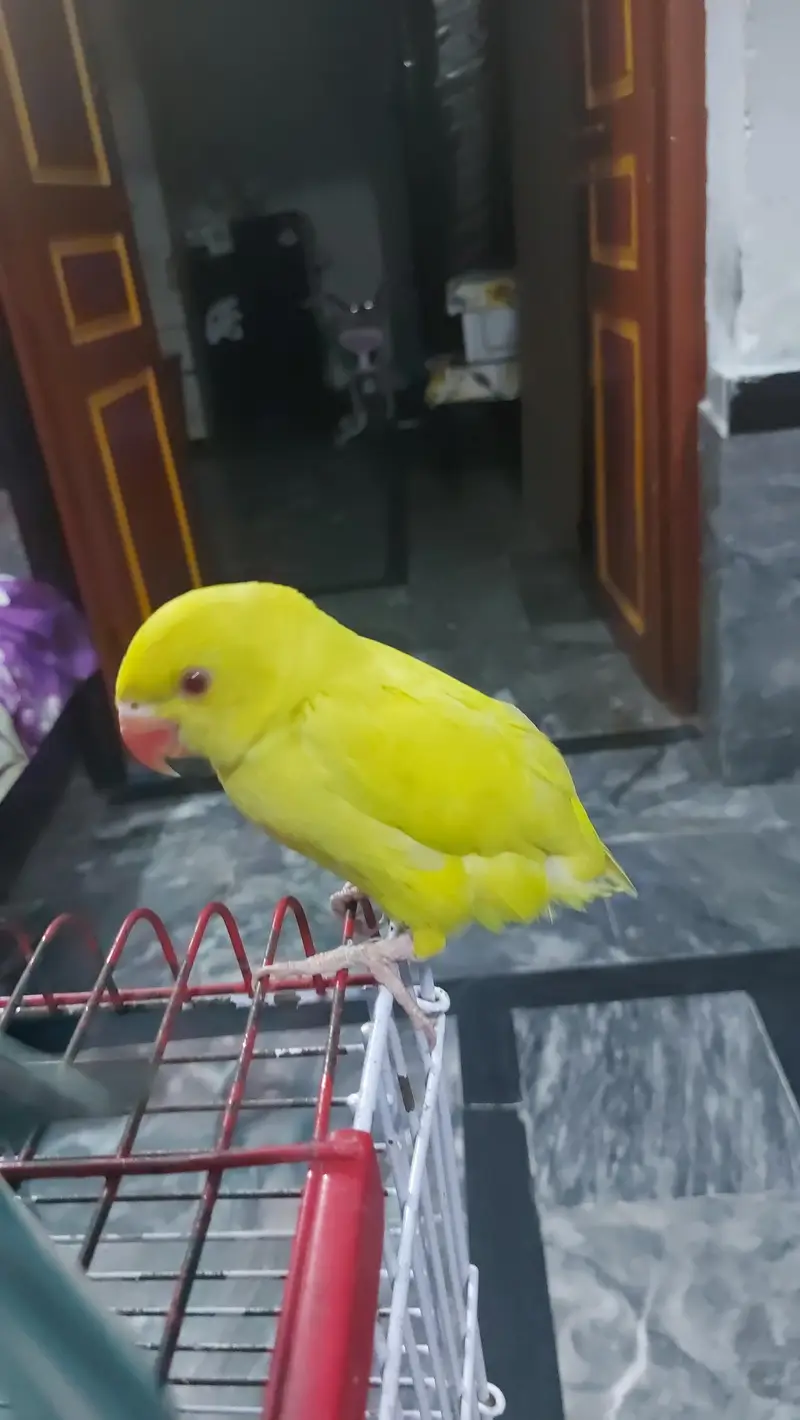 yellow Parrot hand tame self chick for sale — photo 6