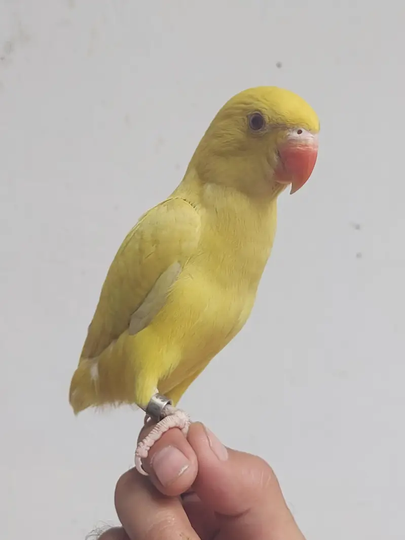 yellow Parrot hand tame self chick for sale — photo 7