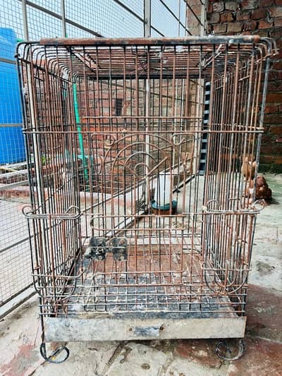 cage 03237015080