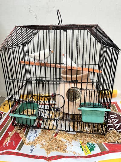 White Finches With Cage