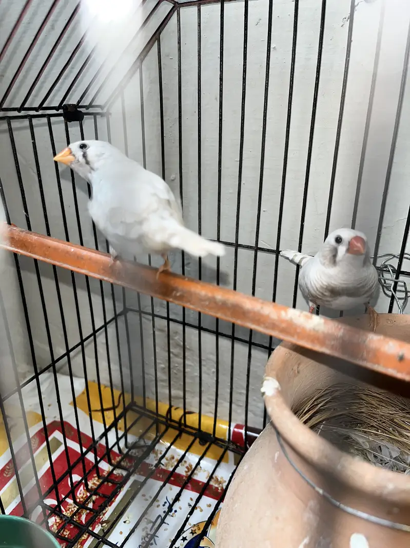 White Finches With Cage — photo 2