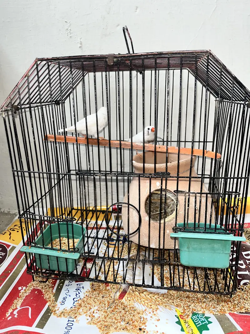 White Finches With Cage — photo 3