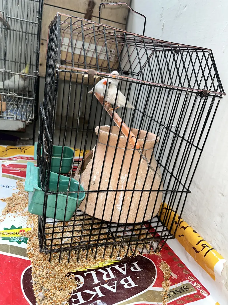 White Finches With Cage — photo 4