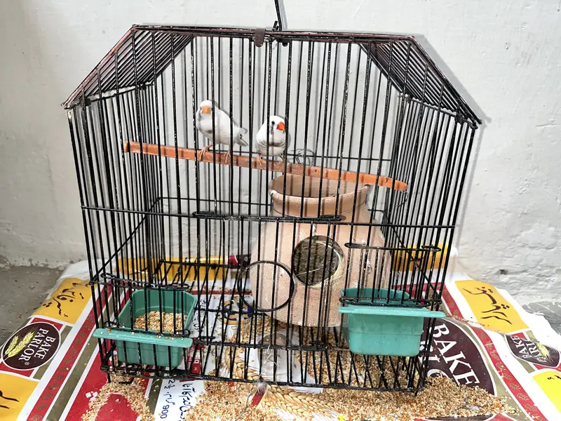 White Finches With Cage — photo 5