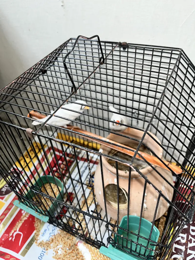 White Finches With Cage — photo 6