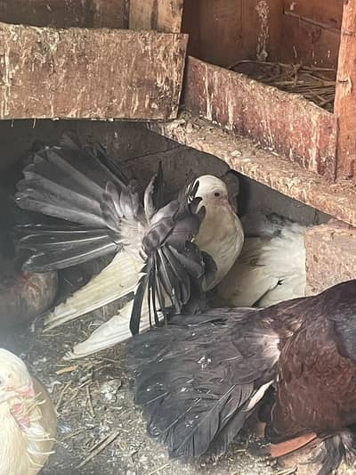 qabli Patti waaly lakky fantail magpie for sale