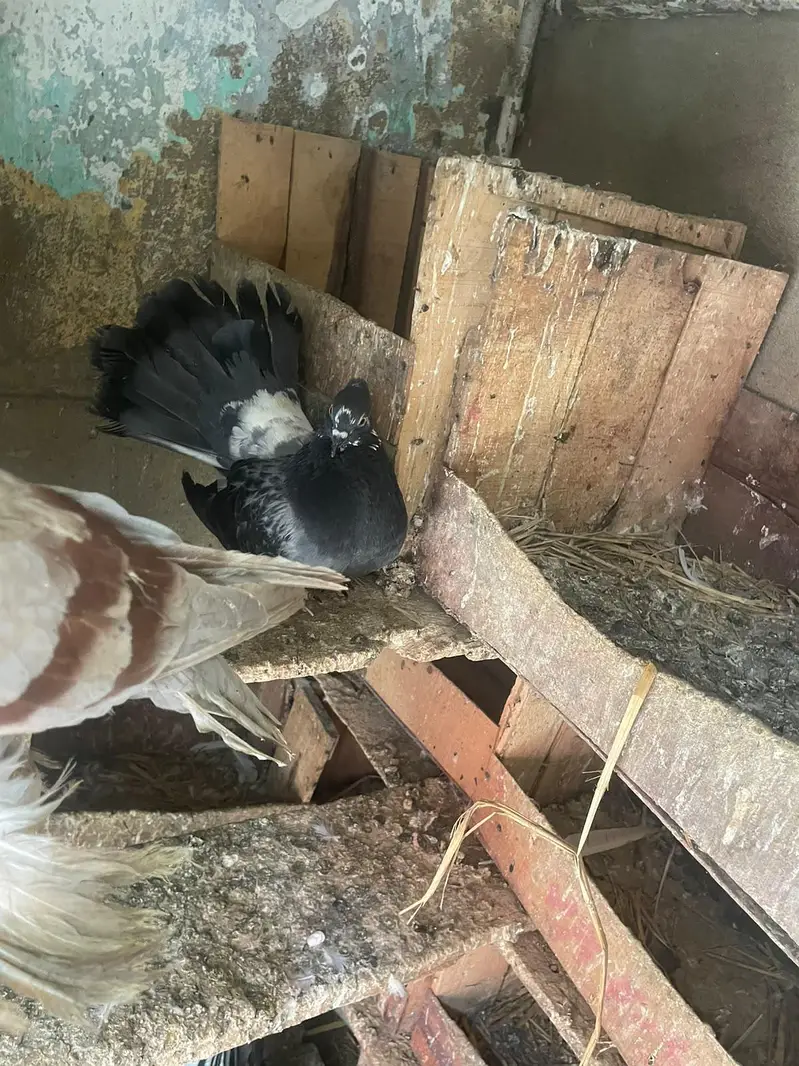 qabli Patti waaly lakky fantail magpie for sale — photo 2