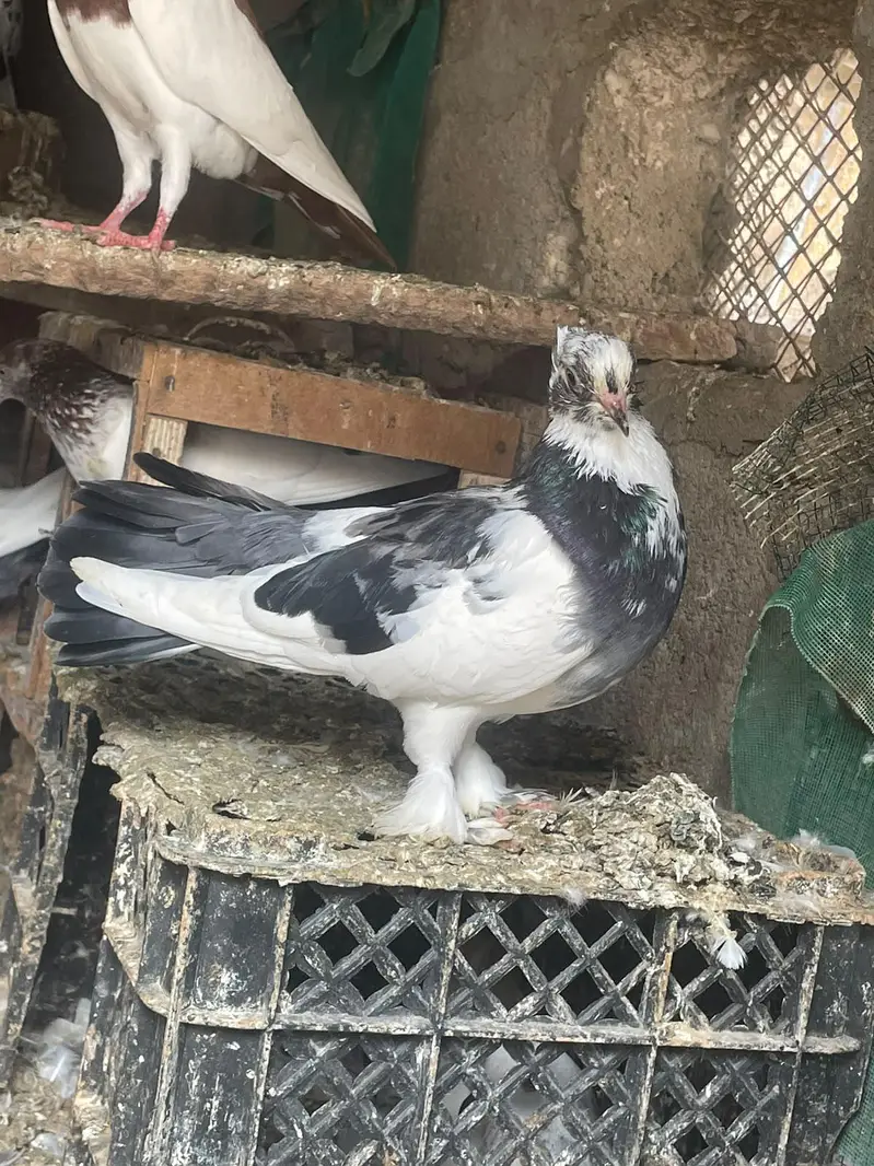 qabli Patti waaly lakky fantail magpie for sale — photo 3