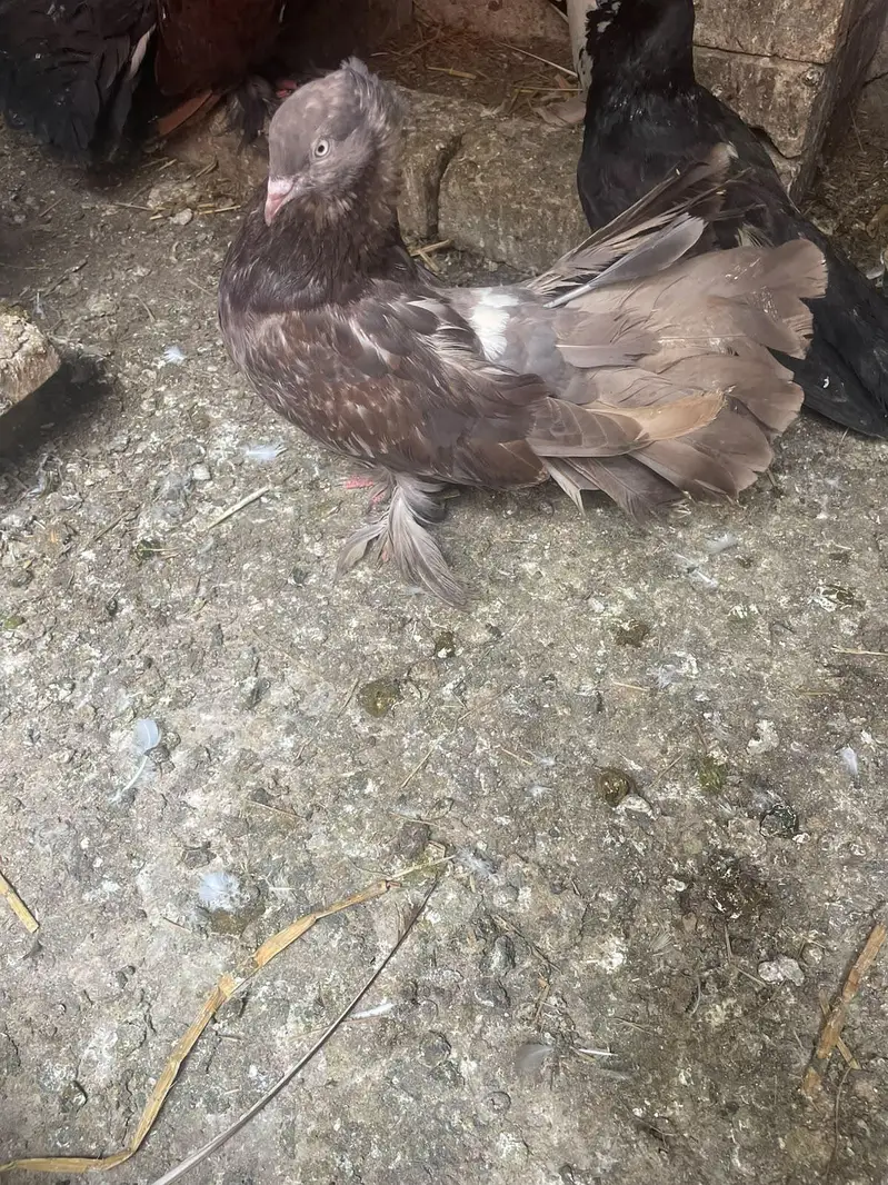qabli Patti waaly lakky fantail magpie for sale — photo 4