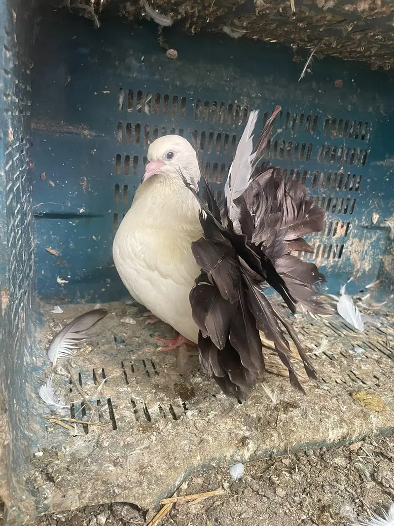 qabli Patti waaly lakky fantail magpie for sale — photo 5