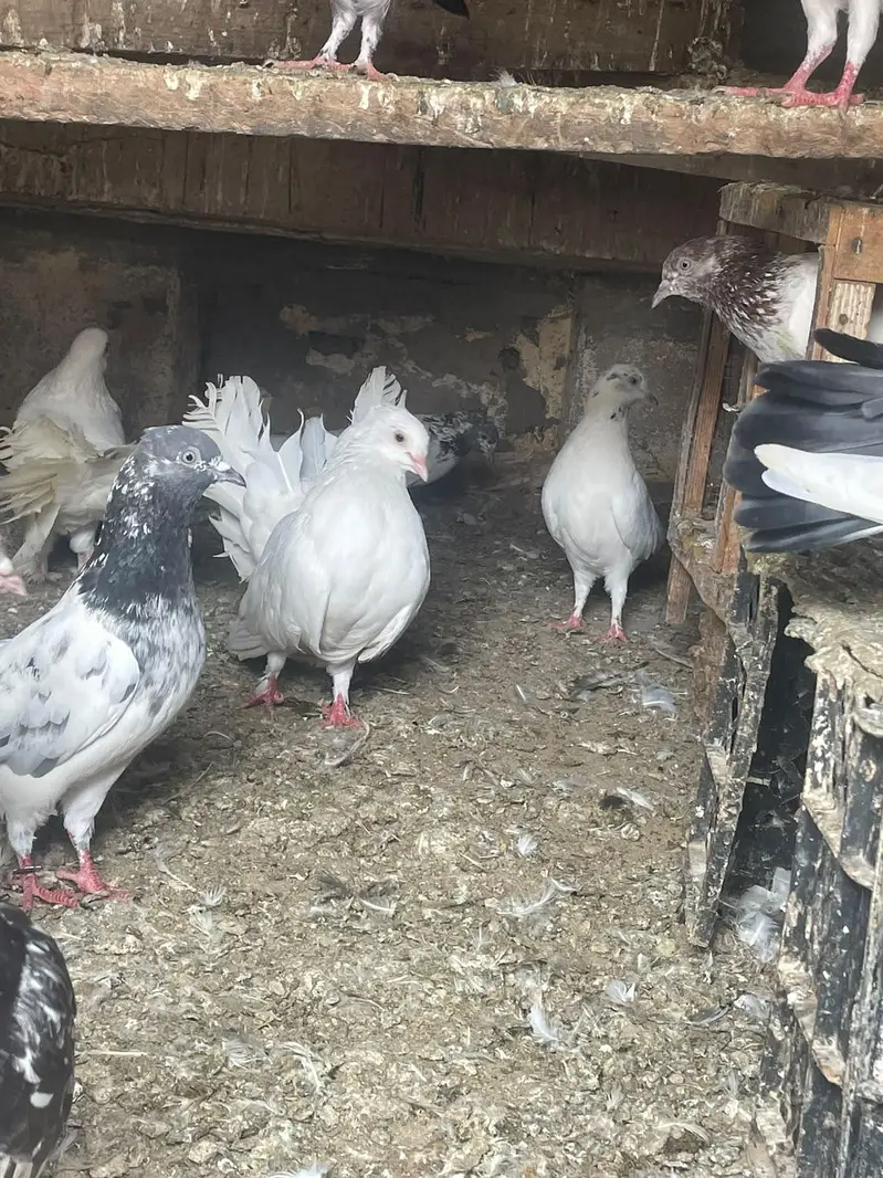 qabli Patti waaly lakky fantail magpie for sale — photo 6