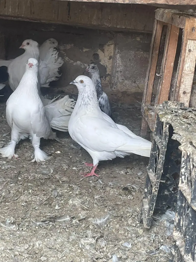 qabli Patti waaly lakky fantail magpie for sale — photo 7