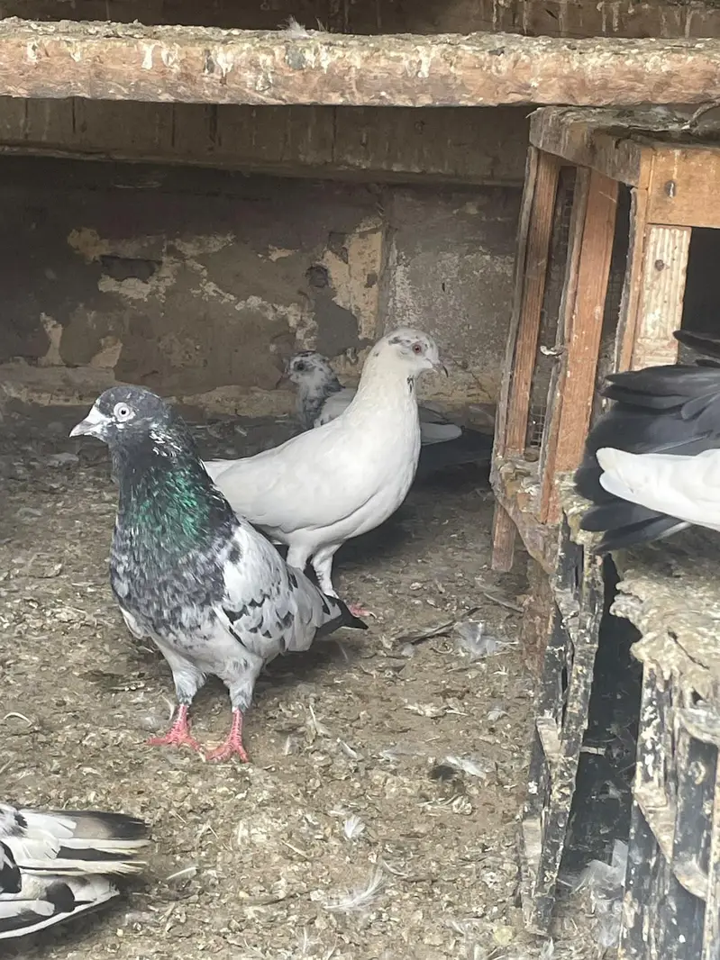 qabli Patti waaly lakky fantail magpie for sale — photo 8