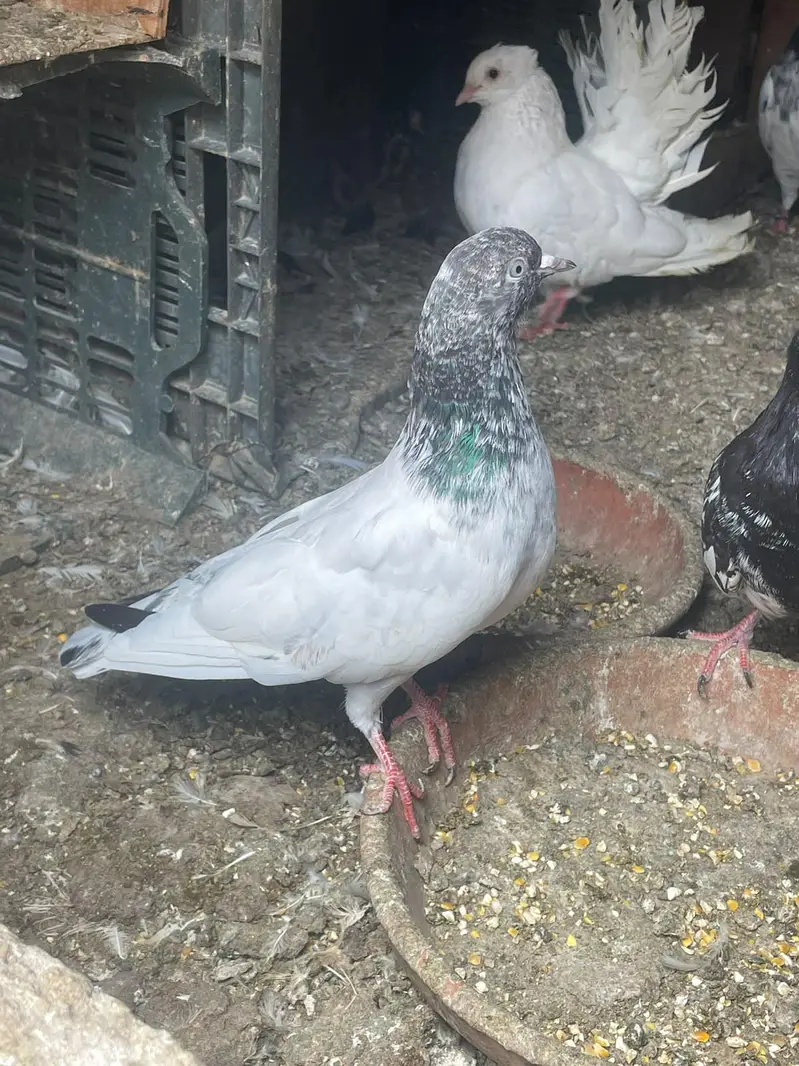 qabli Patti waaly lakky fantail magpie for sale — photo 9