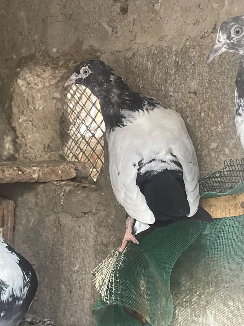 qabli Patti waaly lakky fantail magpie for sale — photo 10
