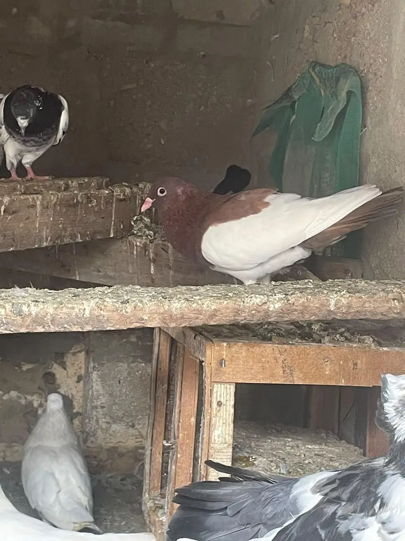qabli Patti waaly lakky fantail magpie for sale — photo 11