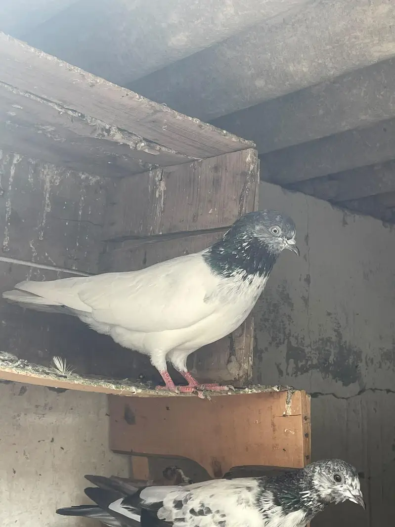 qabli Patti waaly lakky fantail magpie for sale — photo 12