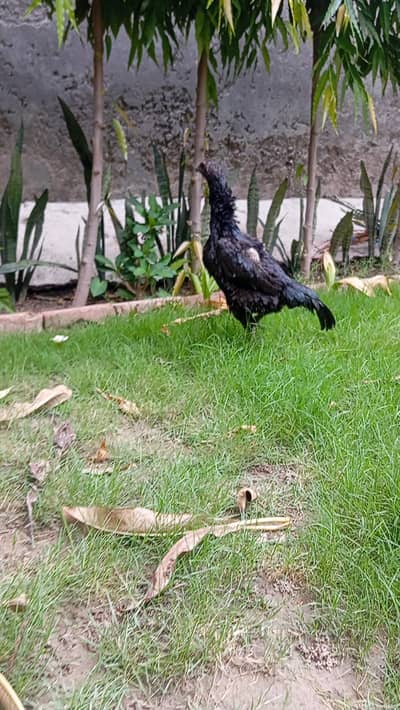 Aseel Dragon
