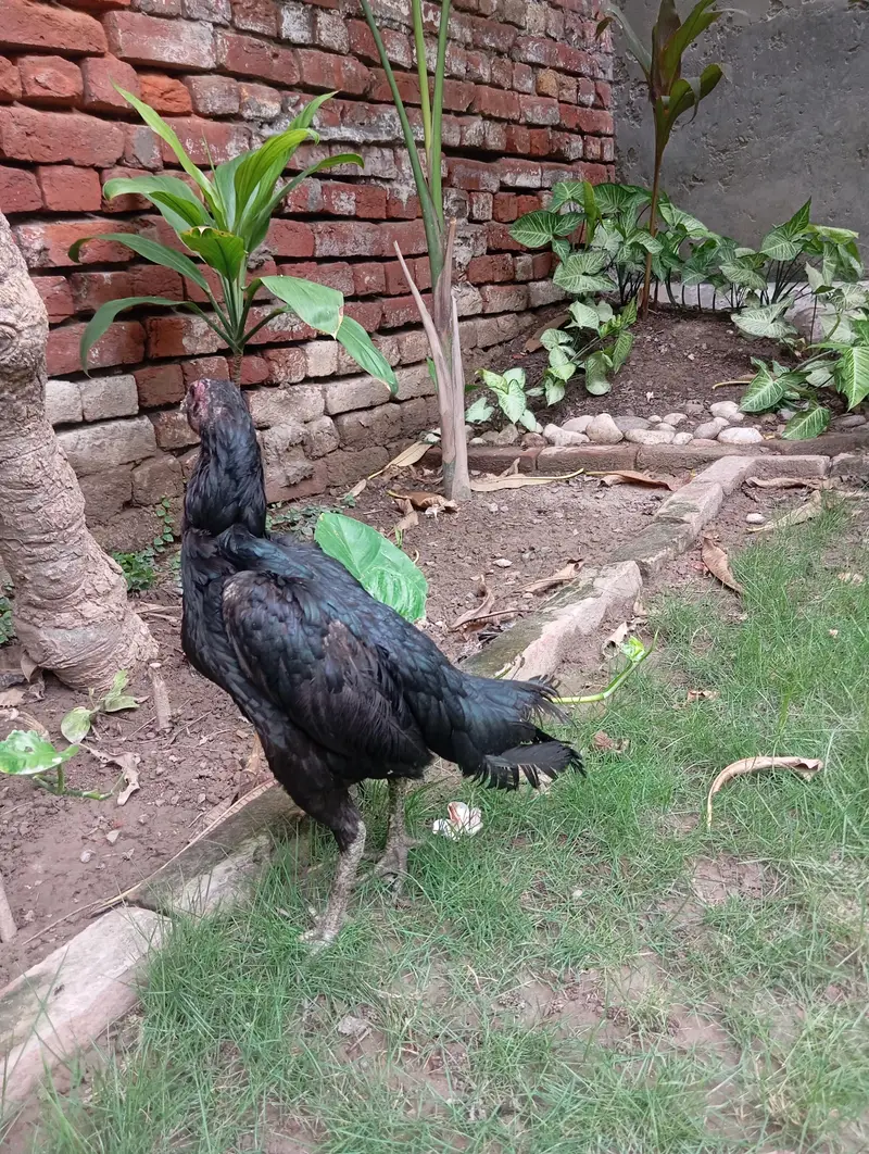 Aseel Dragon — photo 4
