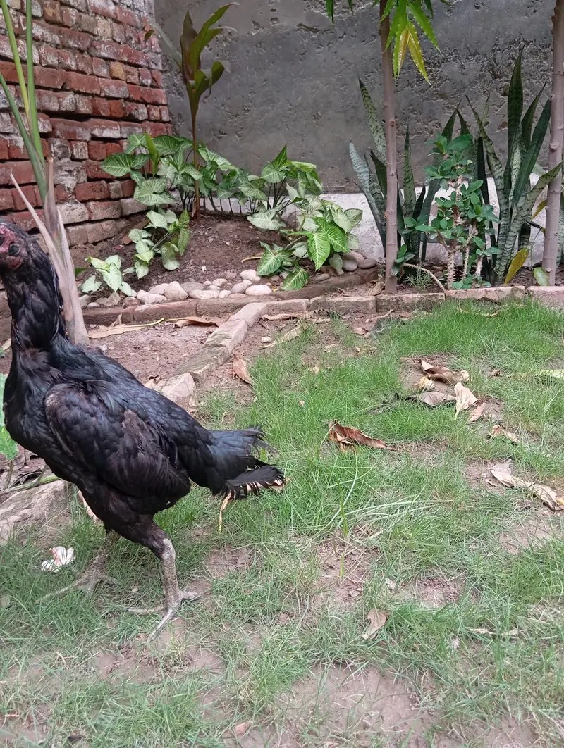 Aseel Dragon — photo 5