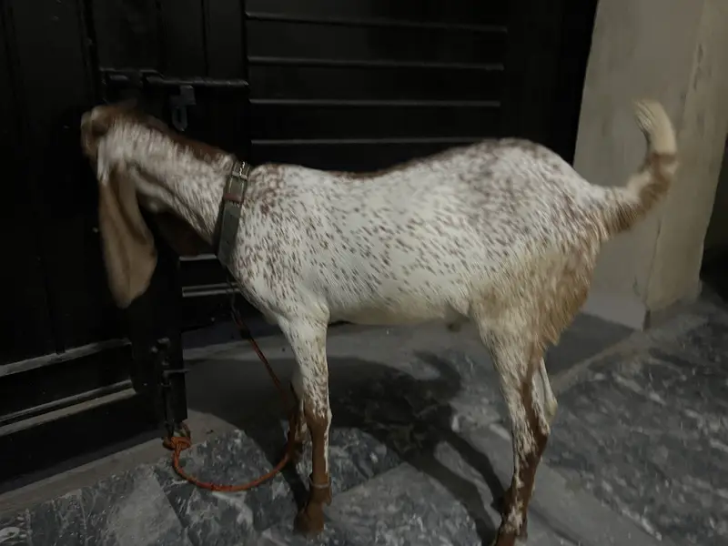 2 Bakras donda — photo 2