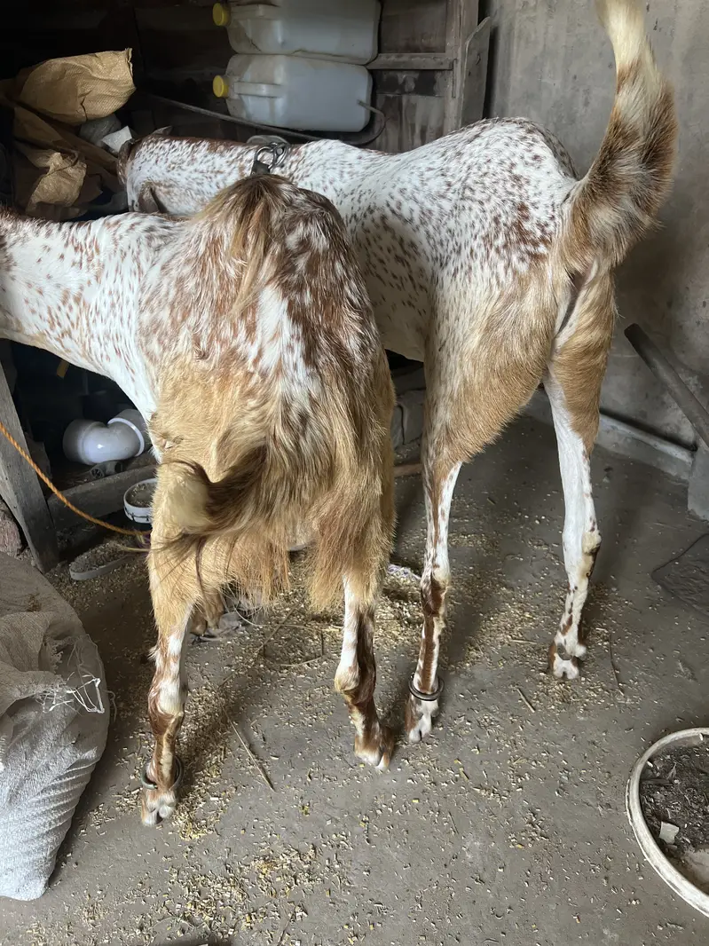 2 Bakras donda — photo 3