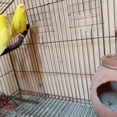 red eyes yellow  adult parrot