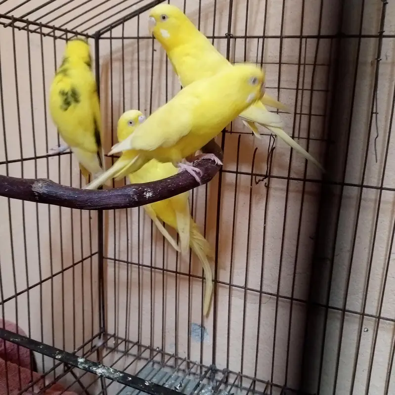 red eyes yellow  adult parrot — photo 2